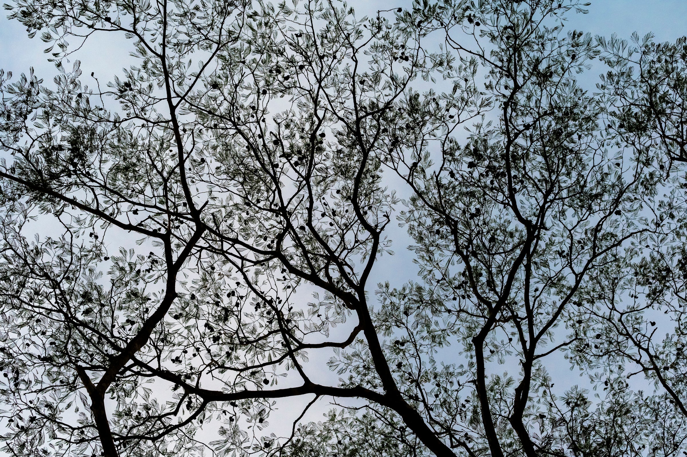 Costa Canopy - Image 2